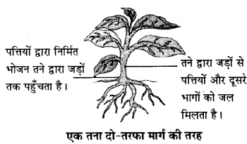 RBSE Class 6 Science Important Questions Chapter 7 पौधों को जानिए 3