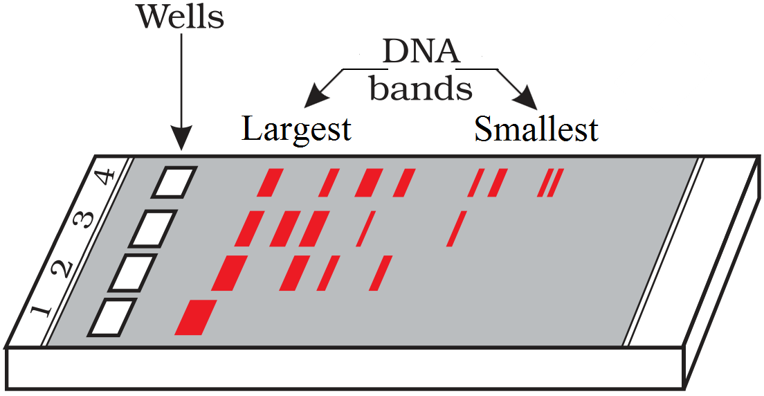 Draw a diagram of a typical agarose gel electrophoresis, showing ...
