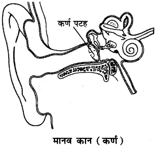 RBSE Class 8 Science Important Questions Chapter 13 ध्वनि 2