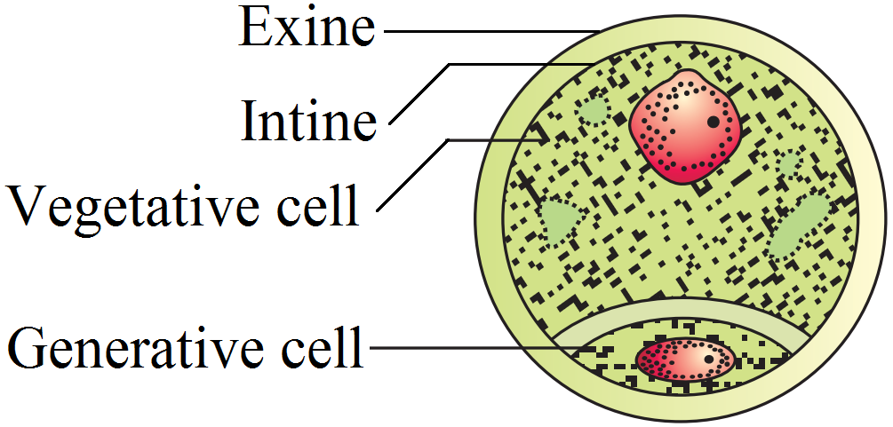 Draw a labelled diagram of the sectional view of a mature pollen grain ...