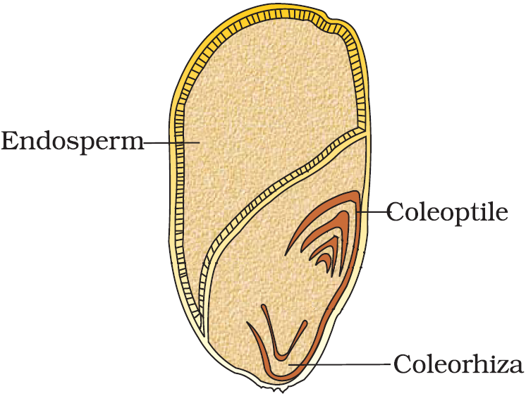 1. Draw a diagram of a sectional view of a monocot seed (grain). 2 ...