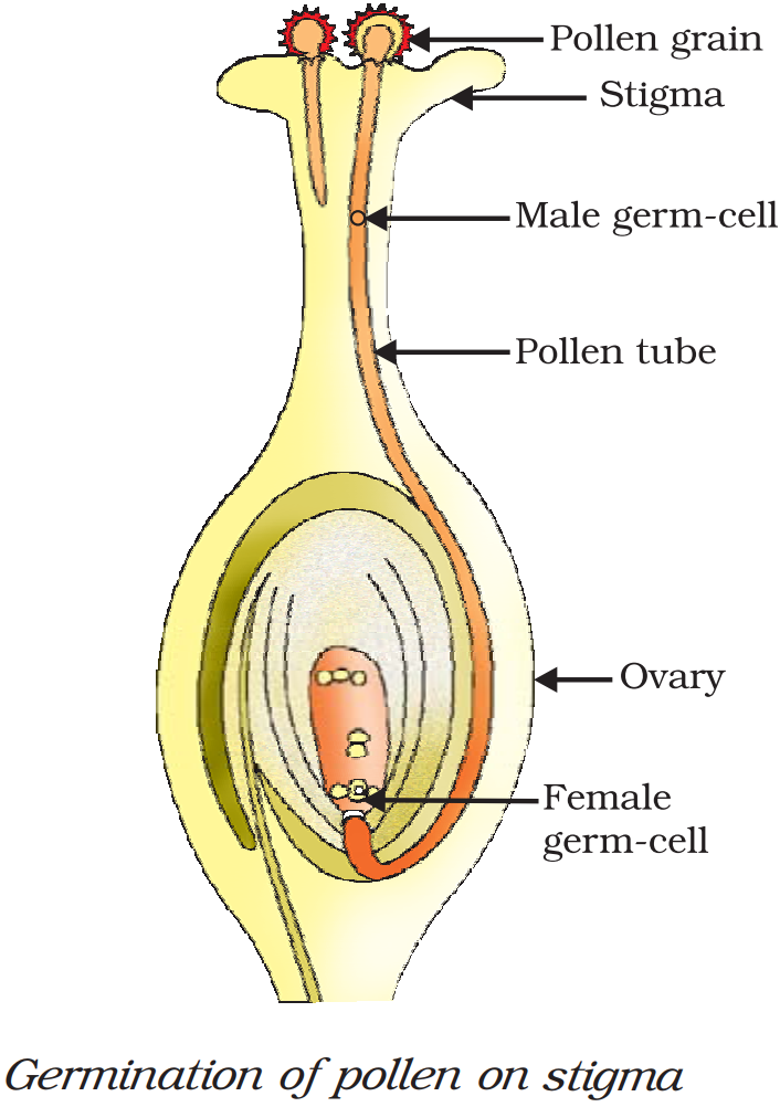 Pollen Labeling Define the terms pollination and fertilisation. Draw a diagram of a ...