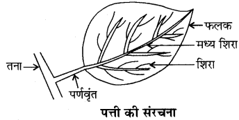 RBSE Class 6 Science Important Questions Chapter 7 पौधों को जानिए 5