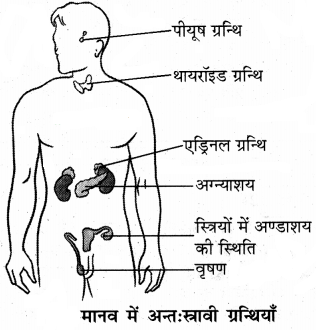 RBSE Class 8 Science Important Questions Chapter 10 किशोरावस्था की ओर 3