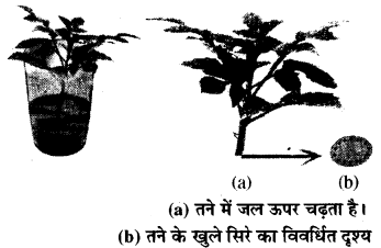 RBSE Class 6 Science Important Questions Chapter 7 पौधों को जानिए 4