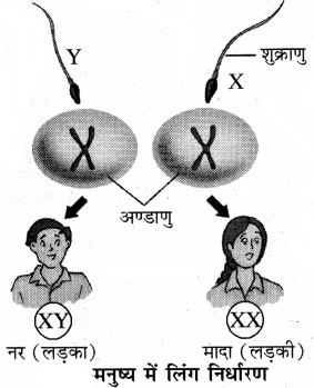 RBSE Class 8 Science Important Questions Chapter 10 किशोरावस्था की ओर 2